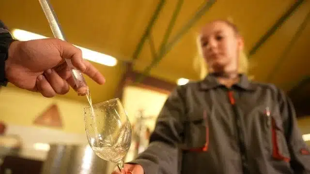 Szőlész-borász gyakorlat – diákok pincében